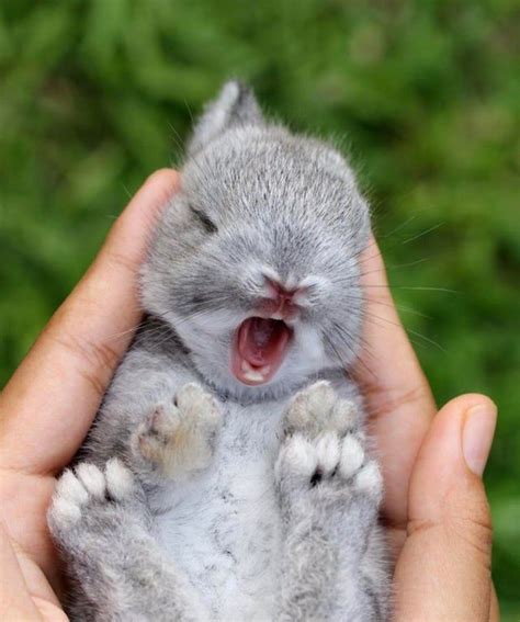 Baby Rabbit : aww | Fotos de coelhos, Animais bonitos, Fotos de animais fofinhos