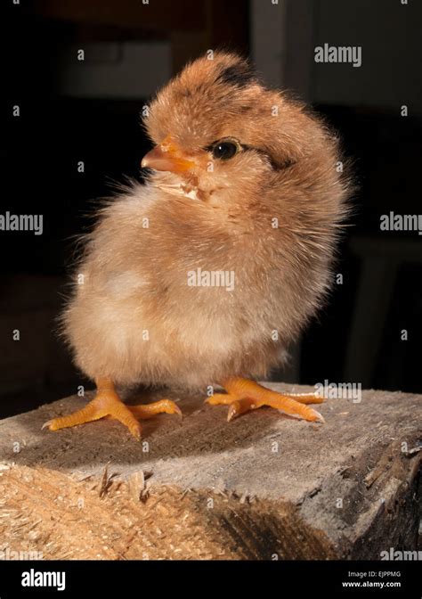 Flying chicken hi-res stock photography and images - Alamy
