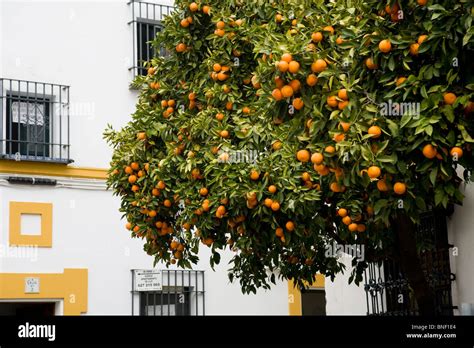 Oranges growing / orange trees / orange tree in a Seville street ...