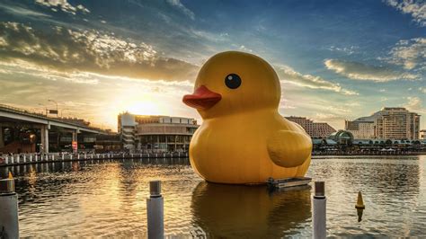 Giant Rubber Duck Wallpaper (77+ images)