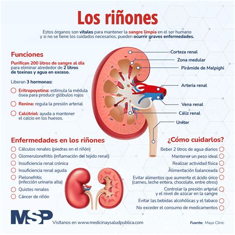 Los riñones - Infografía