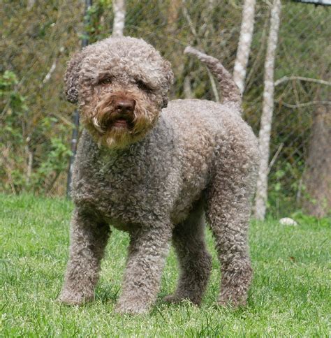 Grooming Lagotto Romagnolo