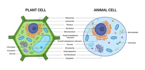 Lysosome In Animal Cell