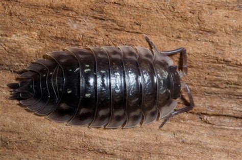 Woodlouse and its Legs - How Many, Why (Explained)