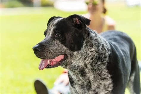 17 Top Blue Heeler Mix Breeds (Australian Cattle Dog Mixes)