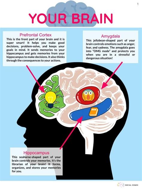 Your Brain: Prefrontal Cortex, Amygdala, Hippocampus - Etsy Canada ...