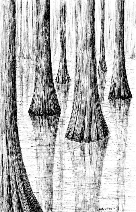 Swamp Cypress Tree Drawing