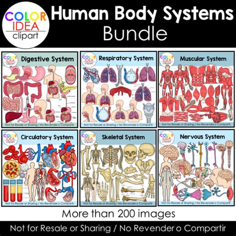 Human Body System Bundle | Made By Teachers