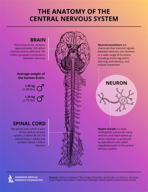 The Anatomy of the Central Nervous System Infographic Template - Venngage