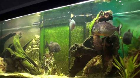 How Many Piranhas In A 55 Gallon Tank? - Piranha Guide