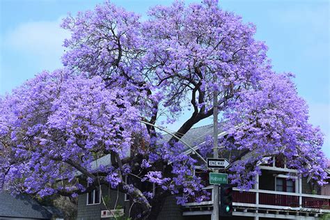 Jacaranda Tree, Pasadena, California Photograph by Brian Tada - Pixels