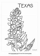 Texas Bluebonnet Coloring Pages Flower State Clip Flowers Drawing Blue  sketch template