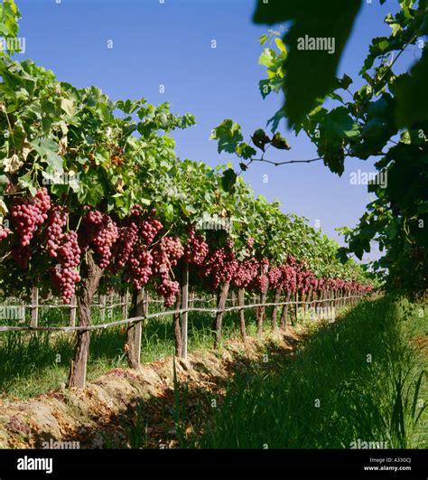 Agriculture - Mature Red Globe table grapes on the vine, ready for ...