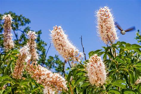 California Buckeye Facts – Learn About Growing California Buckeyes