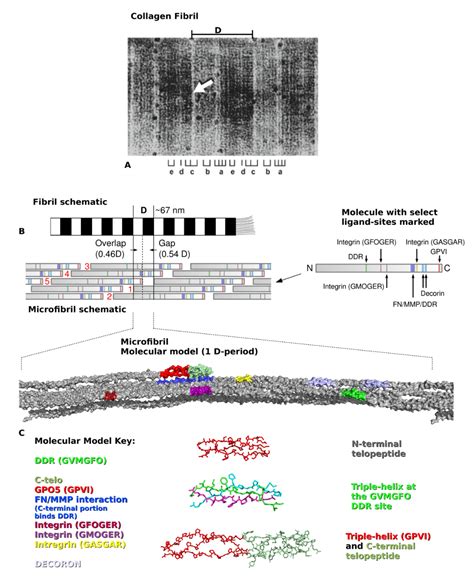 Bioengineering | Free Full-Text | Collagen Structure-Function Mapping ...