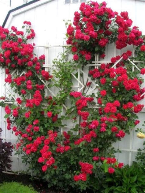 5 RED CLIMBING ROSE Rosa Bush Vine Climber Fragrant Butterfly - Etsy