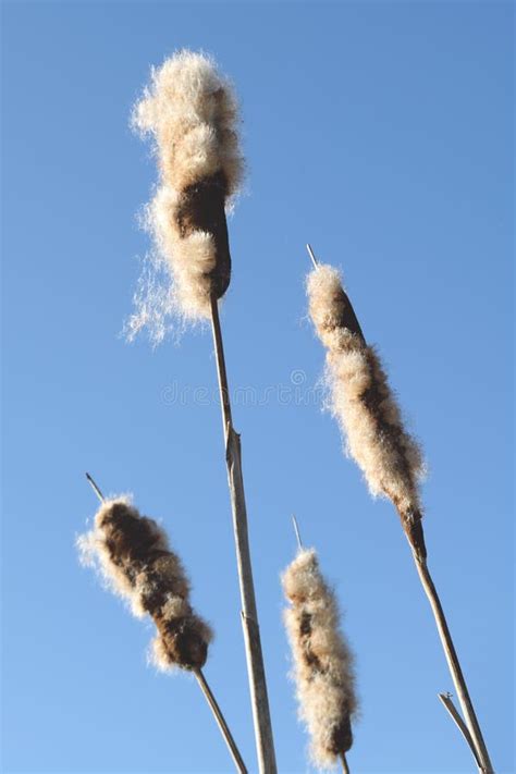 676 Cattail Seeds Stock Photos - Free & Royalty-Free Stock Photos from ...