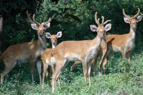 Rare Sangai Deer numbers Increase in Manipur - India's Endangered