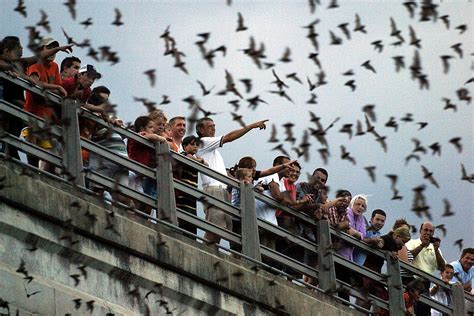 Top 4 Ways to View the Congress Bridge Bats in Austin, Tx