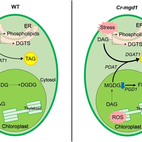 Hypothetical lipid synthesis pathway of Cr-mgd1. DGAT1: diacylglycerol ...