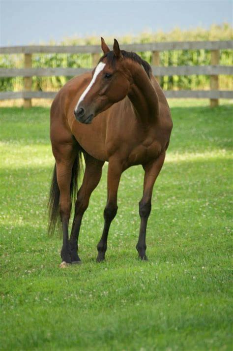 5 Best Hunting-Themed Brown Horse Names - Kat Haas Outdoors