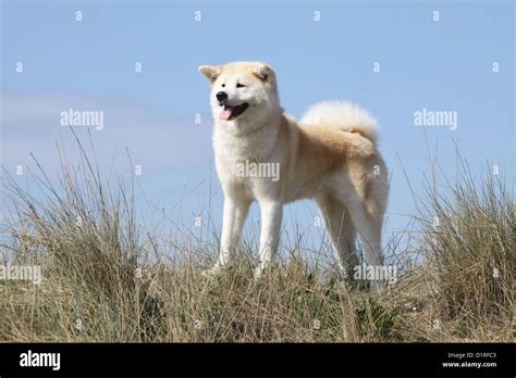 Dog Akita inu / Japanese Akita adult fawn standing Stock Photo - Alamy