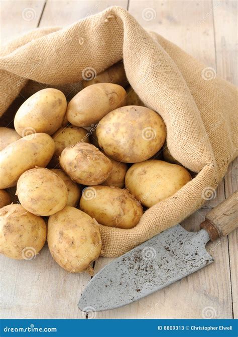 Fresh Organic Potatoes stock image. Image of nutritious - 8809313