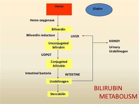 Bilirubin Metabolism Flow Chart