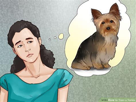 How to Train a Yorkie (with Pictures) - wikiHow