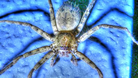 Backyard Birding....and Nature: Giant Huntsman Spider in Florida - World's Largest Spider