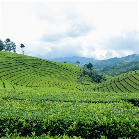 Tea Plantation Tour – RY Marketplace