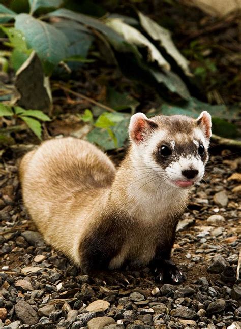 Polecat Images | Free Photos, PNG Stickers, Wallpapers & Backgrounds ...