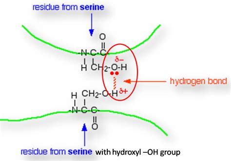 What are the 6 Major Chemical Bonds or Interactions In Proteins?