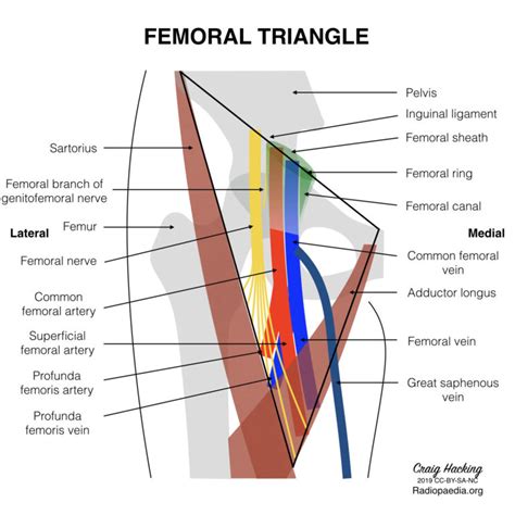 Femoral Stab - Mind The Bleep