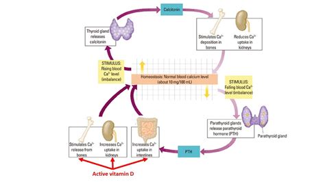 Solved Calcitonin Thyroid gland releases calcitonin | Chegg.com