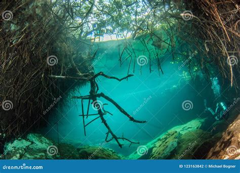 Scuba Diving in the Casa Cenote in Mexico Stock Photo - Image of mexico ...