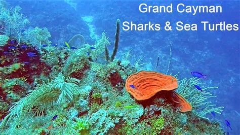 Grand Cayman Eden Rock Scuba Dive Sharks and Turtles - YouTube