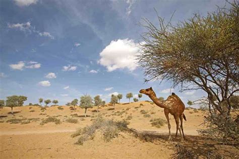 You will be surprised to know about the National Tree of UAE - WOW-RAK