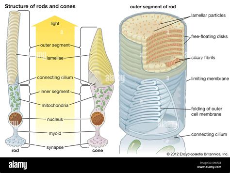 Estructuras de bastones y conos Fotografía de stock - Alamy