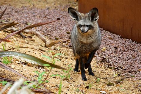 Bat-eared Fox Facts, Habitat, Diet, Life Cycle, Baby, Pictures