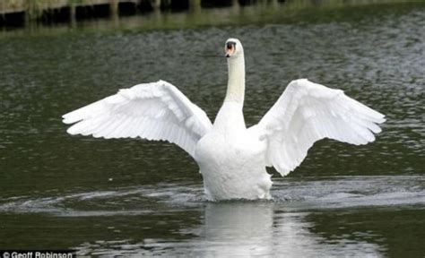 swan Memes - Imgflip