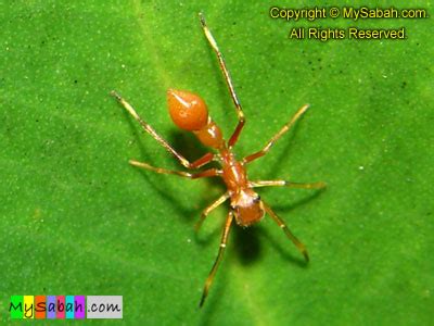 Ant-mimicking Spider 2 - MySabah.com