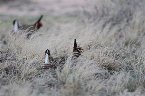 Landowners wonder if prairie chicken conservation can keep up in ...