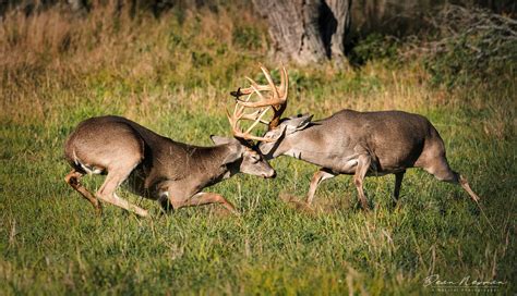 Whitetail Bucks Fighting 1 - Dean Newman Photography