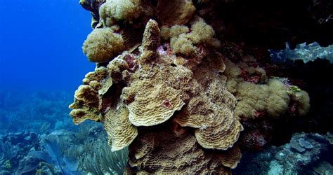 Basic Caribbean Coral Identification Part I: Hard Corals • Scuba Diver Life