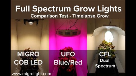 Full spectrum grow light comparison test - COB vs Red Blue LED vs CFL ...