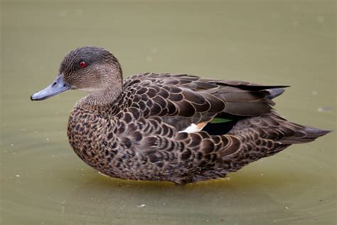 File:Female Chestnut Teal duck.jpg - Wikipedia