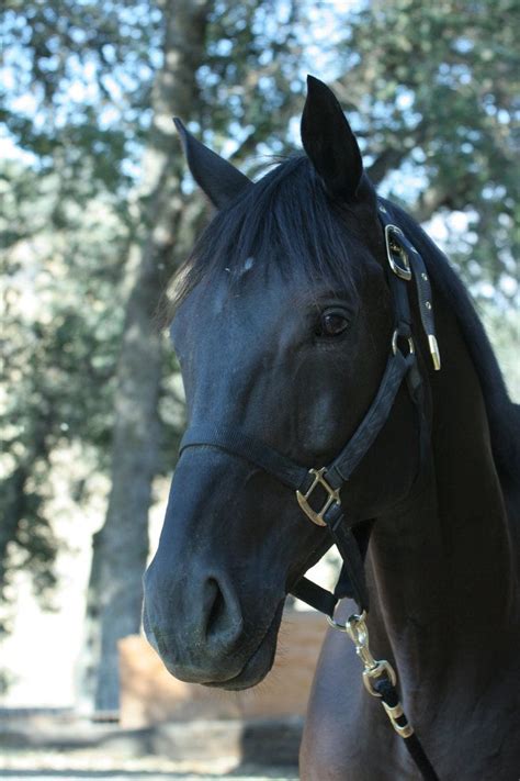 Black Thoroughbred Gelding by ~HorseStockPhotos on deviantART | Black ...