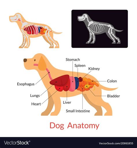 anatomy of a dog - Google Search | Dog anatomy, Dog animation, Dog pictures