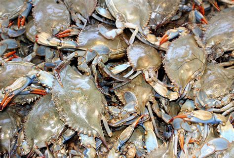 Blue Claw Crabs Photograph by Bob Slitzan - Fine Art America